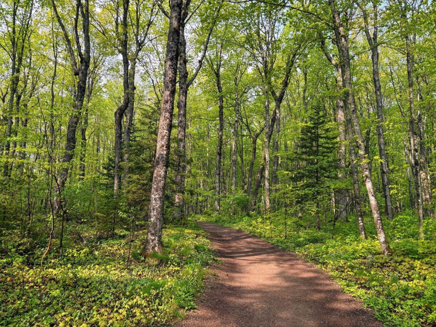 Forest path surrounded by lush green trees.