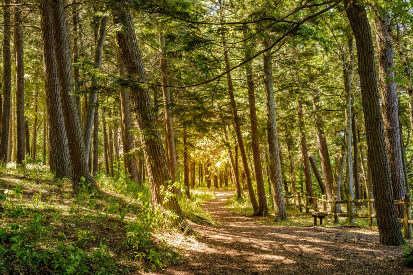 Sunlit forest path with tall trees.