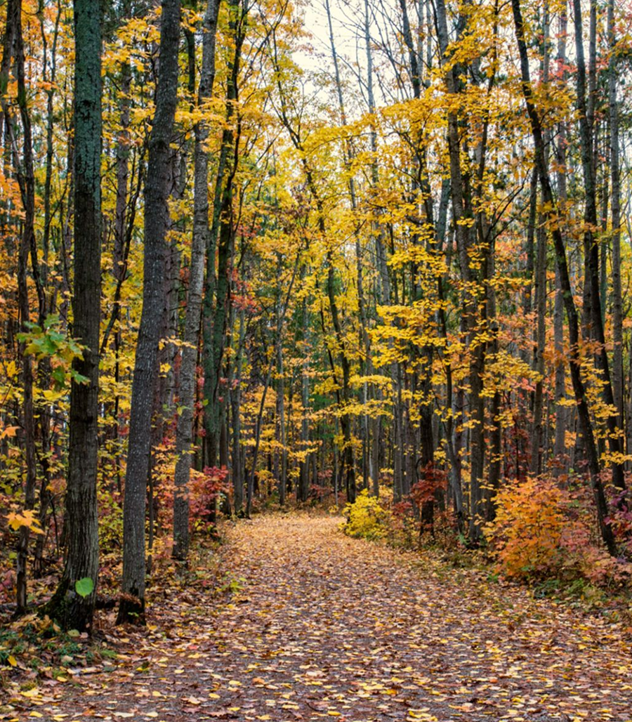 Autumn forest path with colorful leaves.